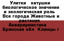 Улитки – катушки: биологическое значение и экологическая роль - Все города Животные и растения » Аквариумистика   . Брянская обл.,Клинцы г.